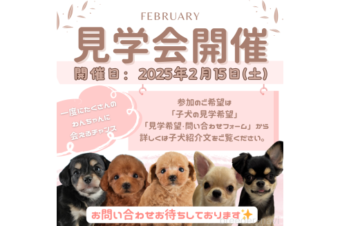 成約済の埼玉県のミックス犬-369697の3枚目